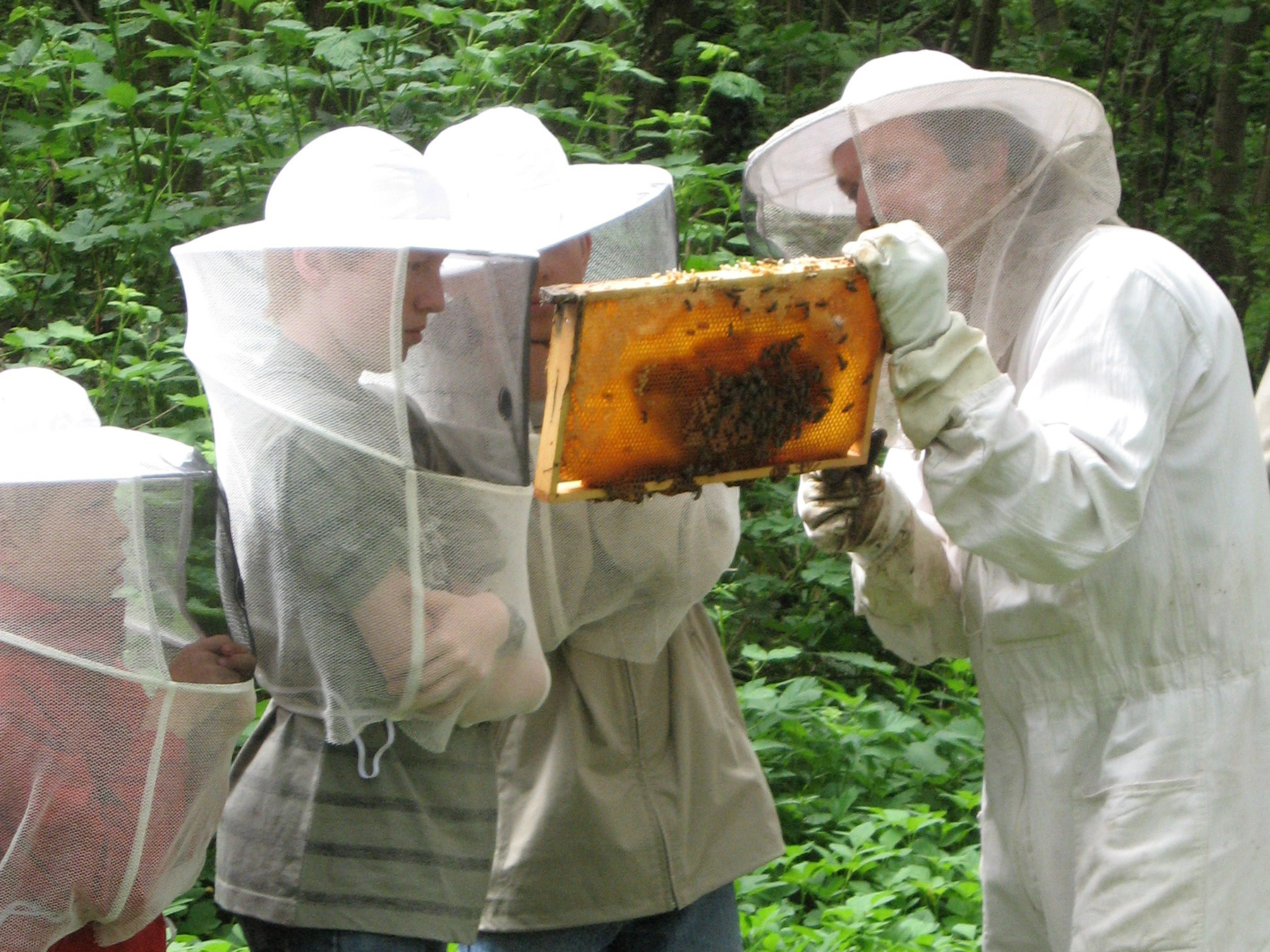 Freilandunterricht zum Thema “Honigbiene“