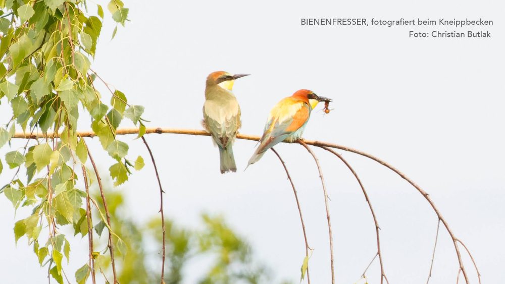 A Bienenfresser Kutlak mit Text Kopie