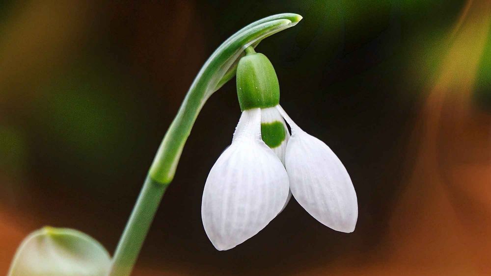 Schneeglöckchen-Int