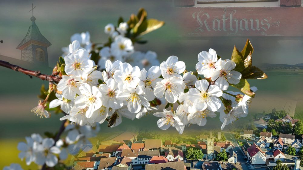 Slider Collage Kirschblüte Rodenbach 2000 x 1125